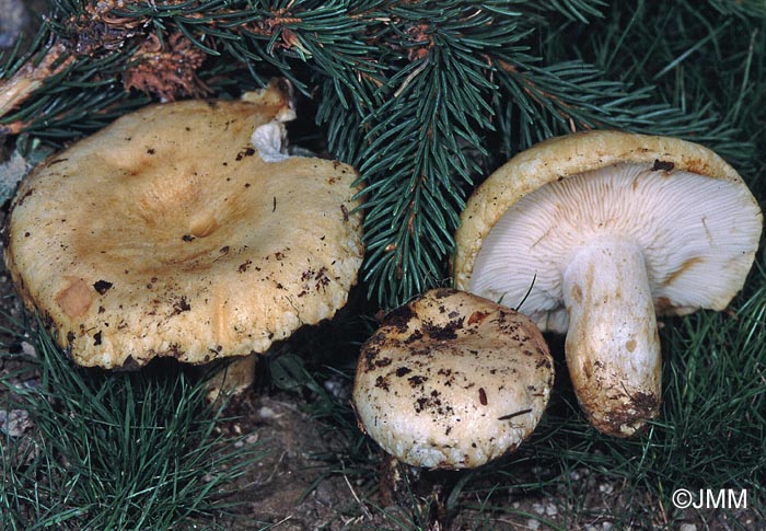 Lactarius tuomikoskii