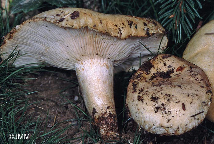 Lactarius tuomikoskii