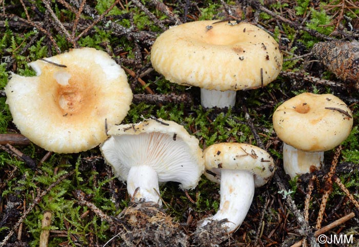 Lactarius tuomikoskii