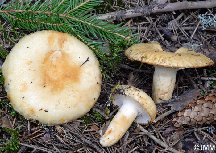 Lactarius tuomikoskii