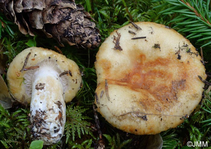 Lactarius tuomikoskii