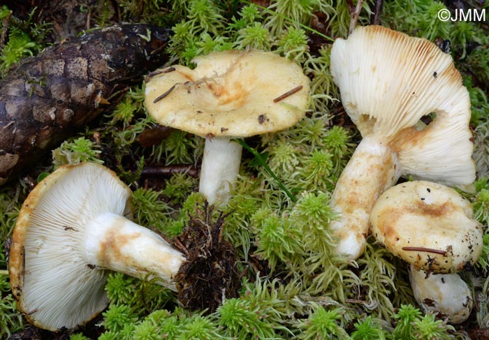 Lactarius tuomikoskii