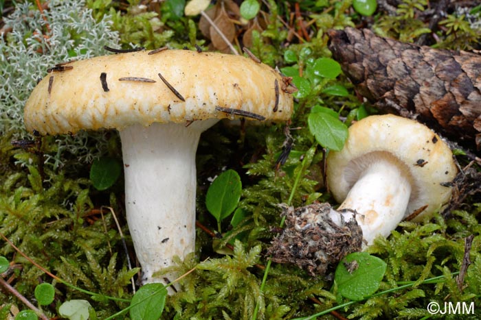 Lactarius tuomikoskii