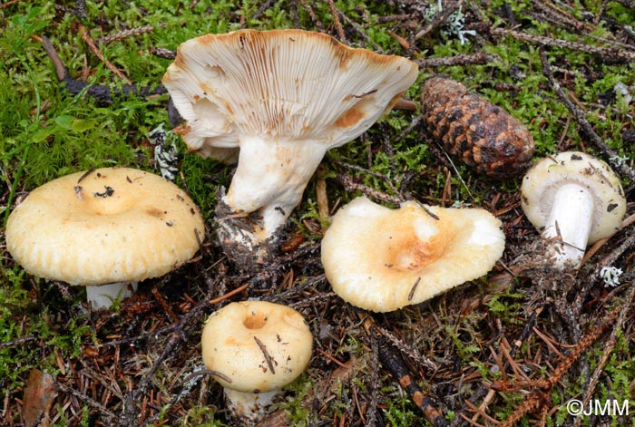 Lactarius tuomikoskii