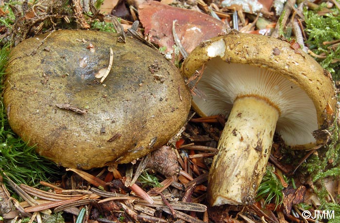 Lactarius turpis