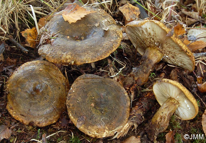 Lactarius turpis