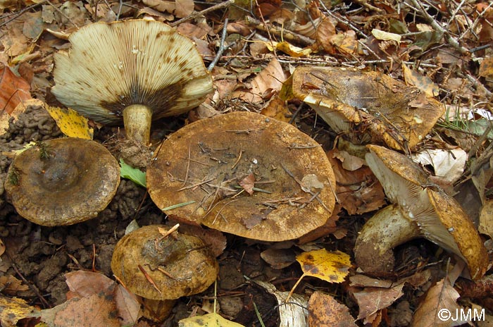 Lactarius turpis