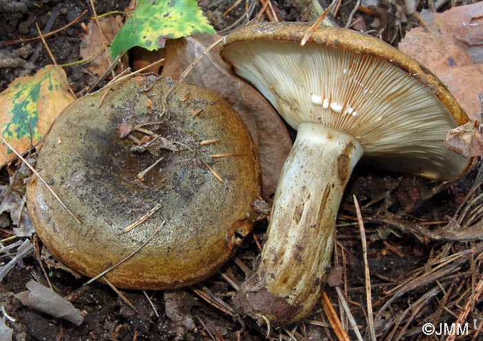 Lactarius turpis