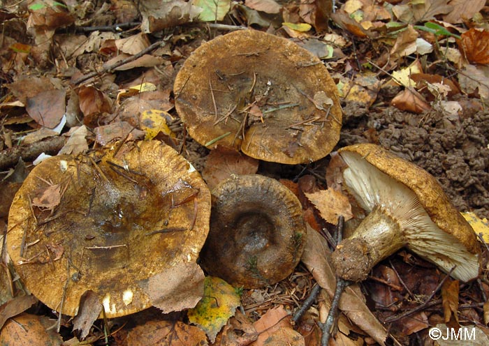 Lactarius turpis