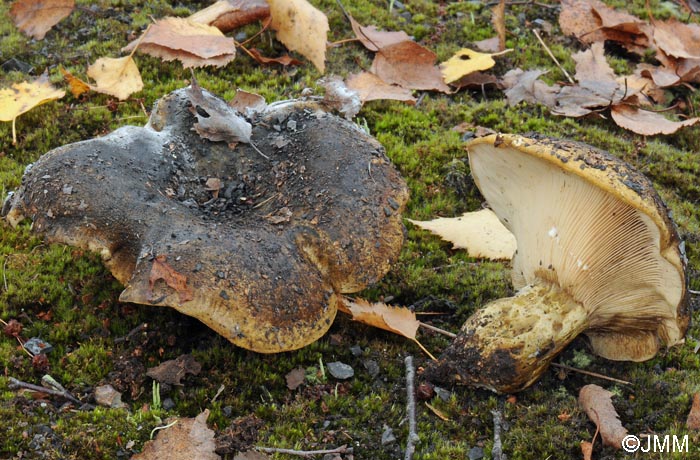 Lactarius turpis