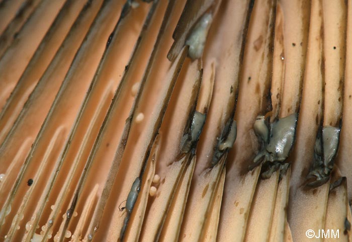 Lactarius turpis : lait blanc schant en gris-verdtre