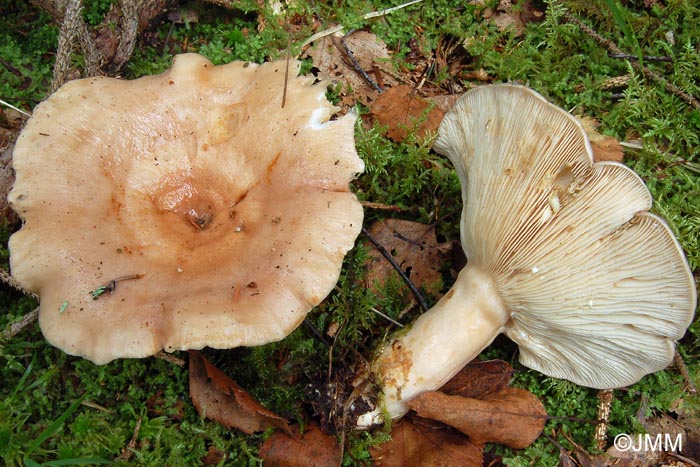 Lactarius utilis