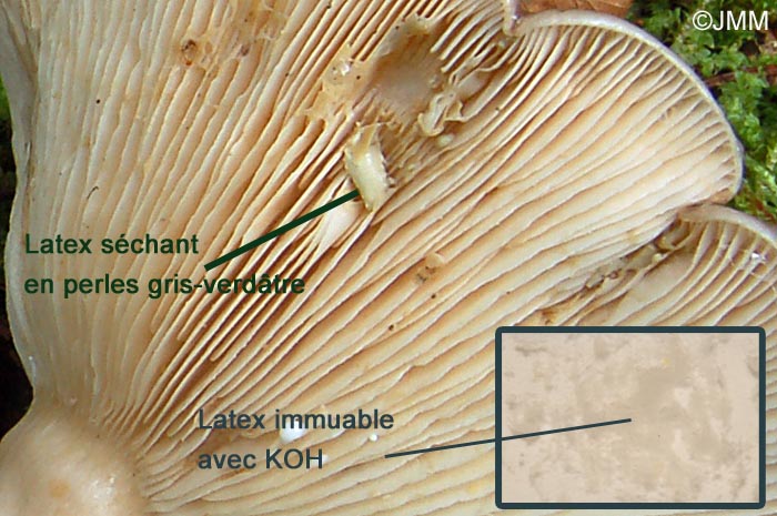 Lactarius utilis