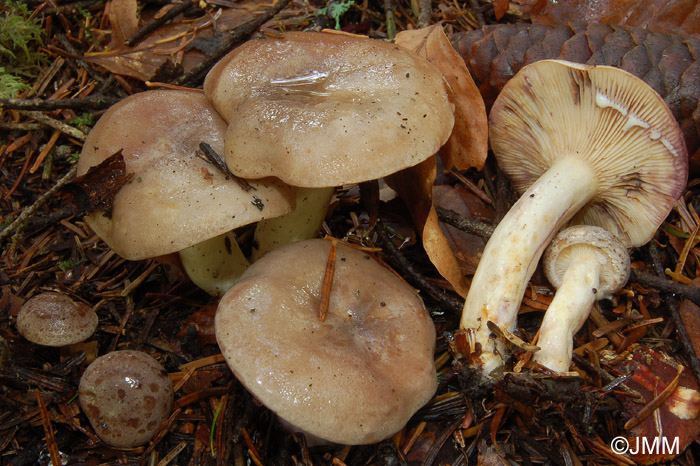 Lactarius uvidus