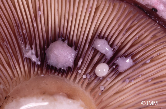 Lactarius uvidus : lait blanc devenant violet en quelques mn