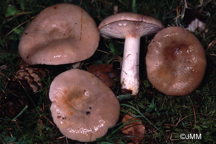 Lactarius uvidus 