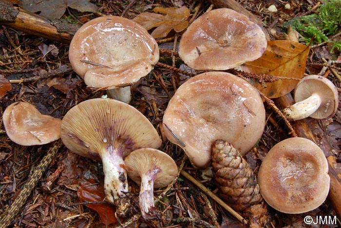 Lactarius uvidus