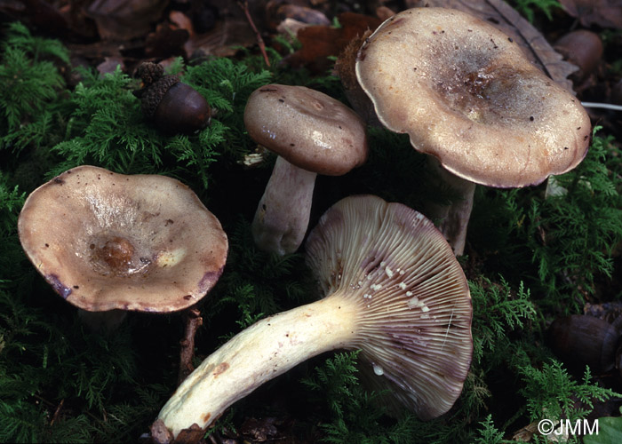 Lactarius uvidus