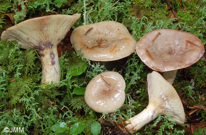 Lactarius uvidus