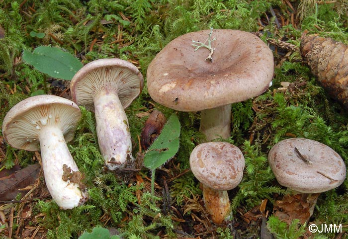 Lactarius uvidus