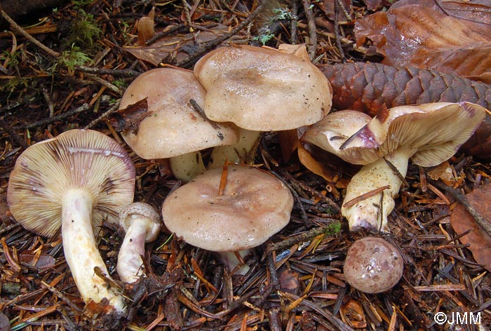 Lactarius uvidus