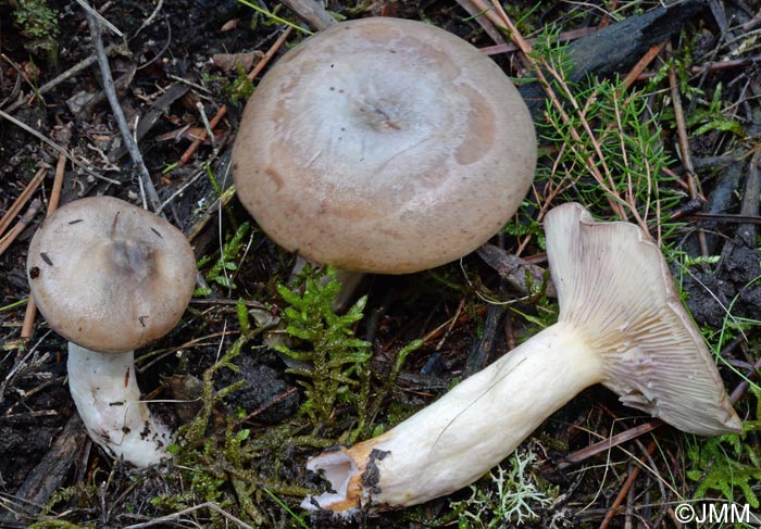 Lactarius uvidus