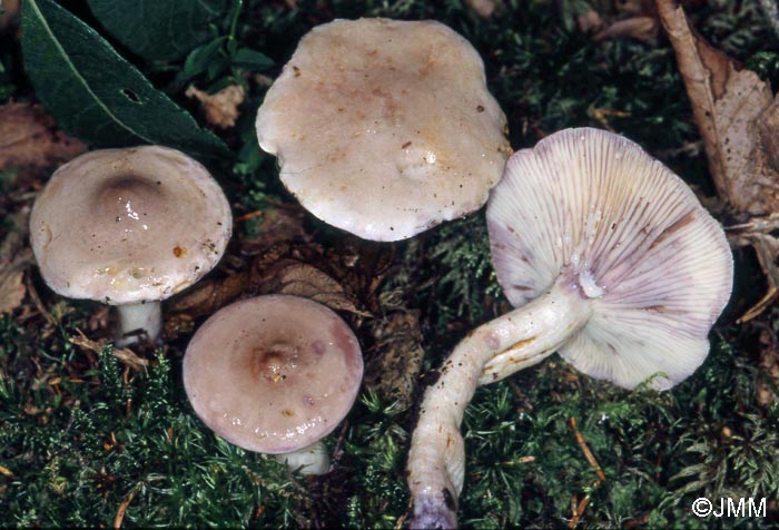 Lactarius uvidus var. candidulus