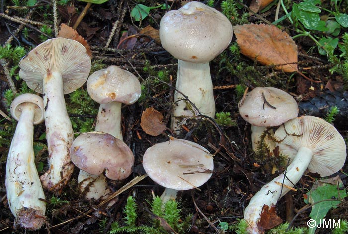 Lactarius uvidus var. candidulus