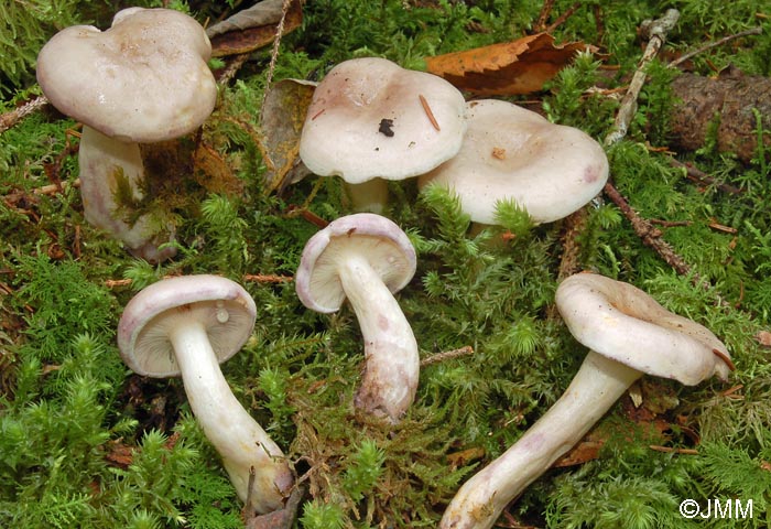 Lactarius uvidus var. candidulus