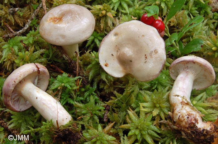 Lactarius uvidus var. candidulus