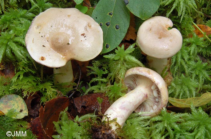 Lactarius uvidus var. candidulus et Rhytisma salicinum