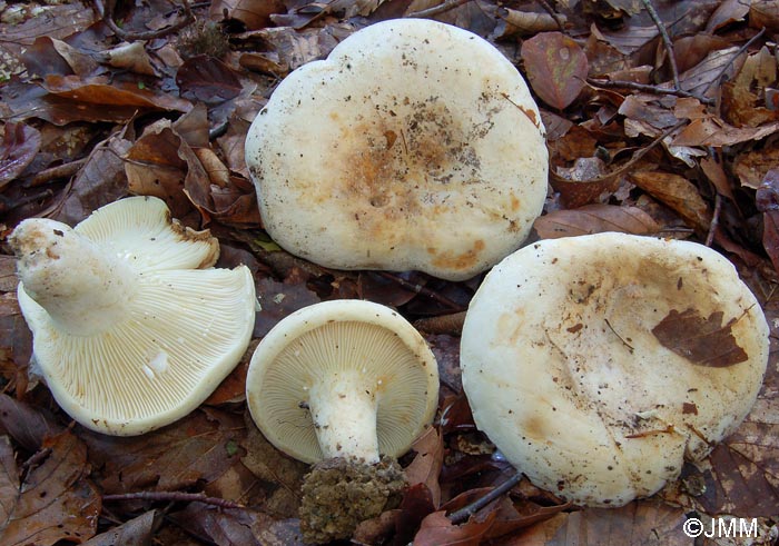 Lactarius vellereus