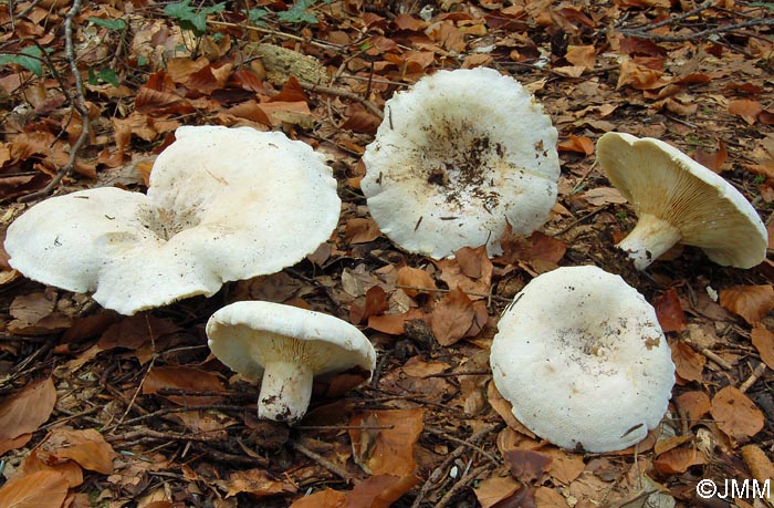 Lactarius vellereus