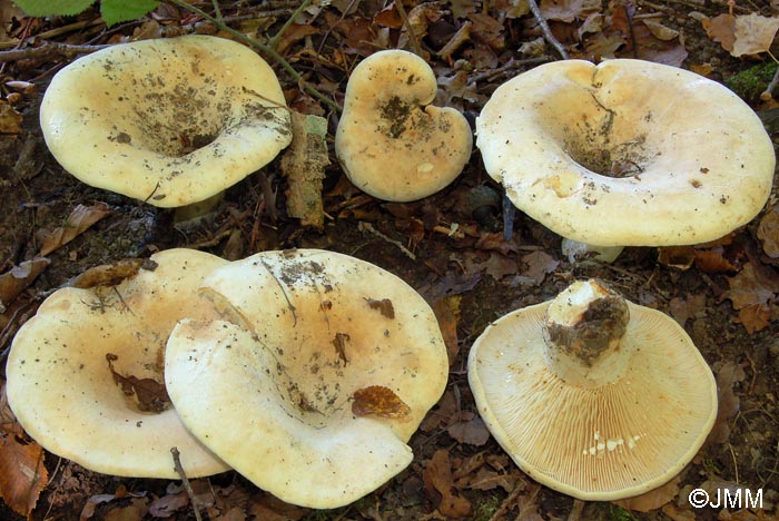 Lactarius vellereus