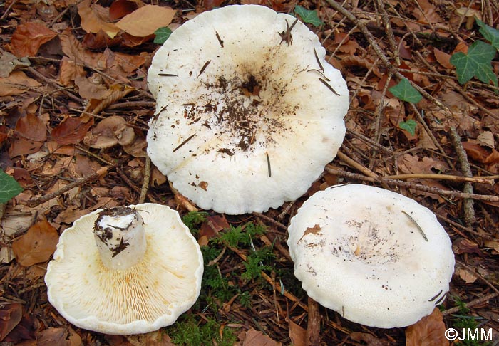 Lactarius vellereus