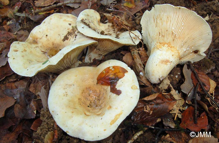 Lactarius vellereus