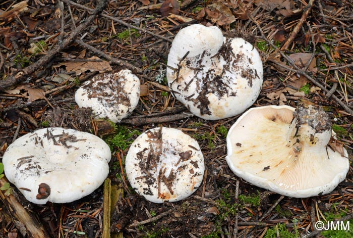 Lactarius vellereus