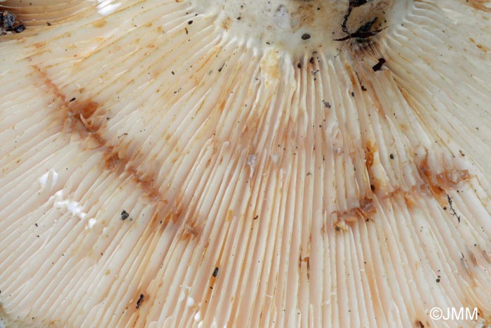 Lactarius vellereus : lait blanc immuable ou bruntre en plusieurs heures