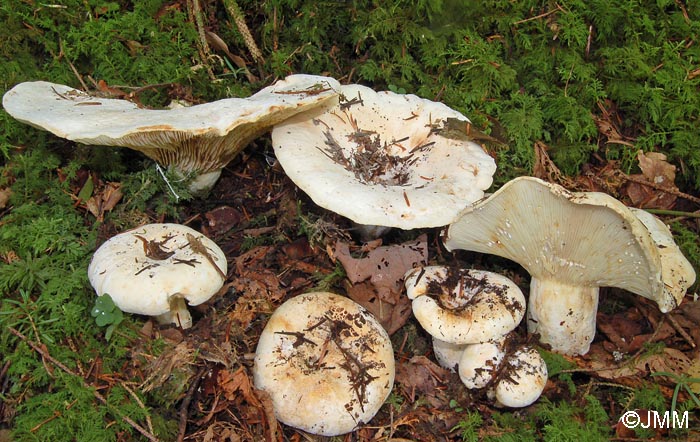 Lactarius vellereus var. hometii