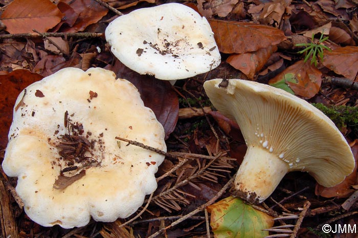 Lactarius vellereus var. hometii