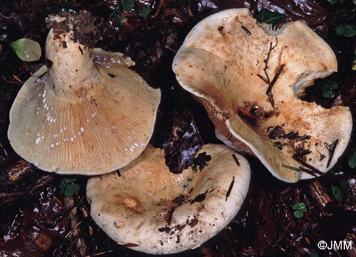 Lactarius vellereus var. hometii