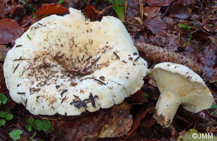 Lactarius vellereus var. hometii