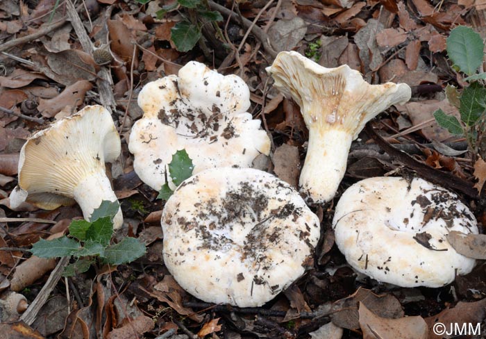 Lactarius vellereus var. hometii