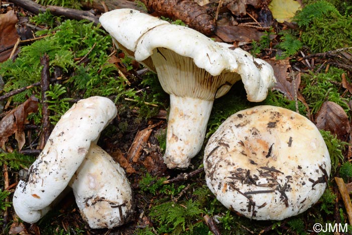 Lactarius vellereus var. hometii