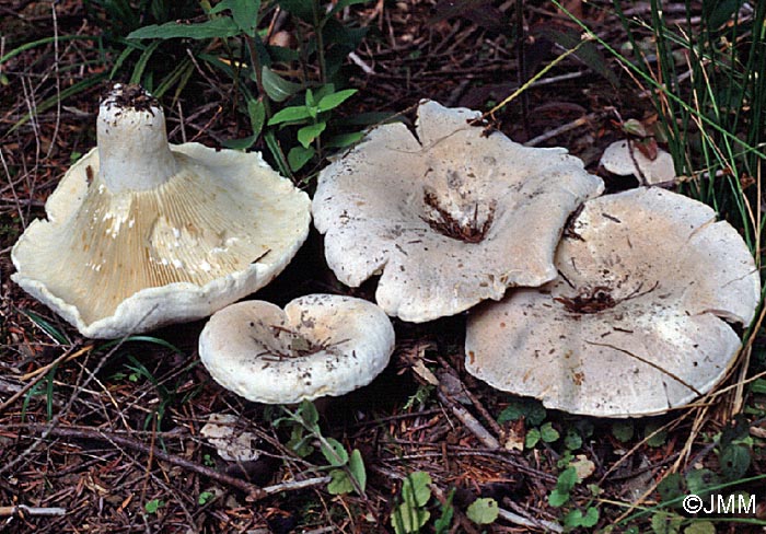 Lactarius vellereus