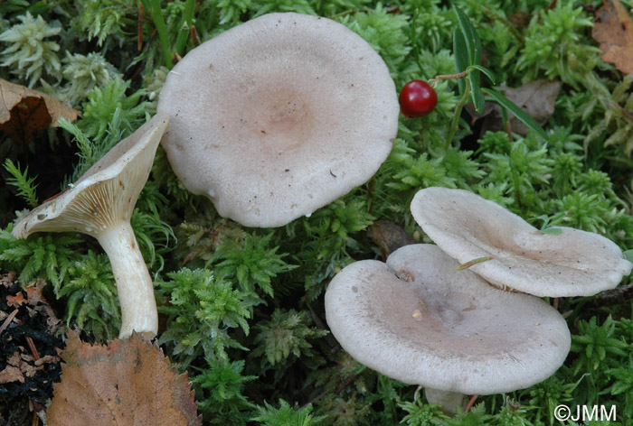 Lactarius vietus