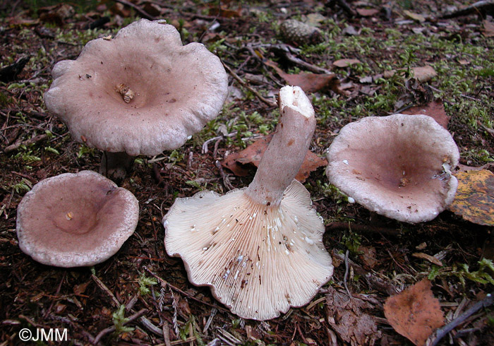 Lactarius vietus