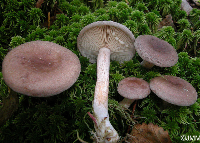 Lactarius vietus