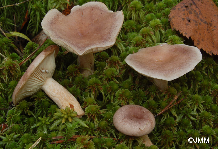 Lactarius vietus