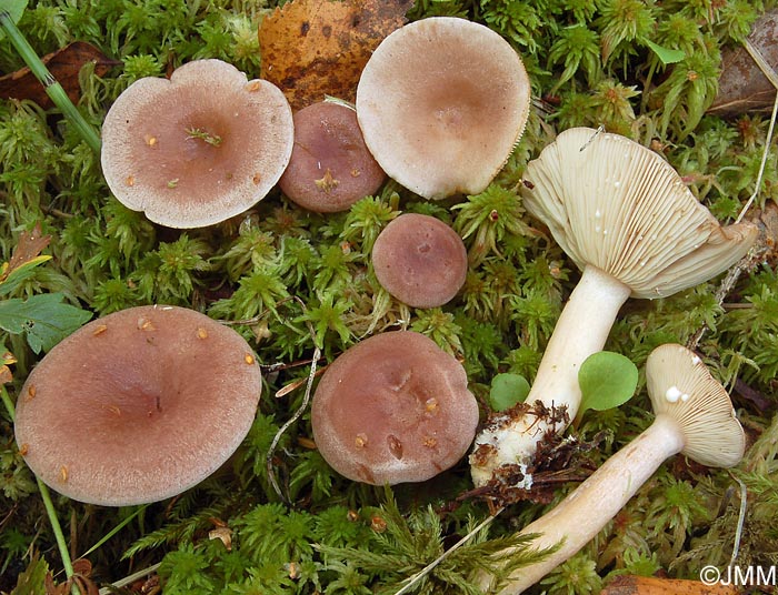 Lactarius vietus